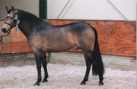 sulaatik's versace|Sulaatiks Versace New Forest Pony .